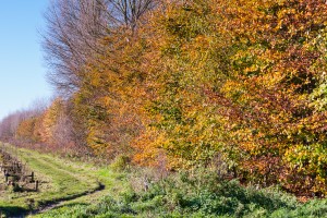 Herfst