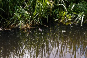 Natuur-09018